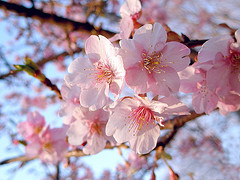 Spring blossoms