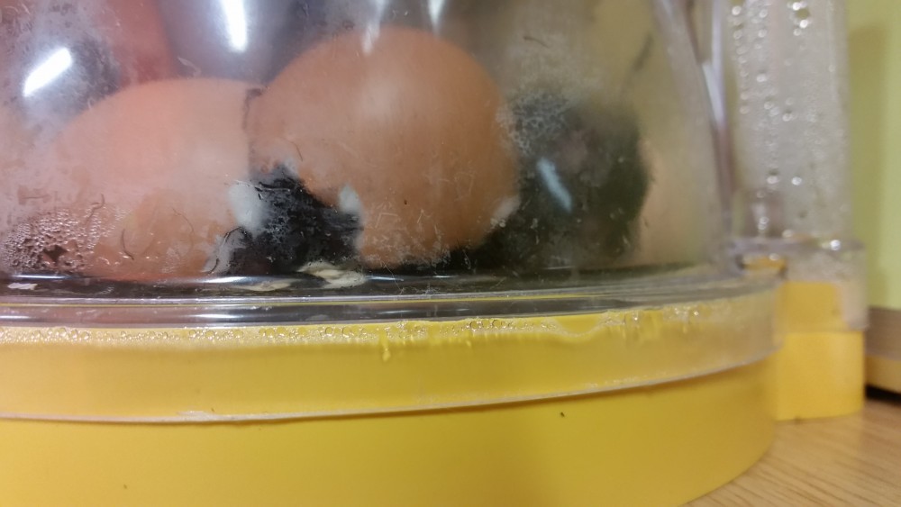 WOW the eggs are hatching!